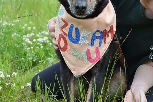 Kodi szuka kochajacego wlasciciela i dobrego domu!