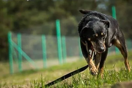 Kodi szuka kochajacego wlasciciela i dobrego domu!