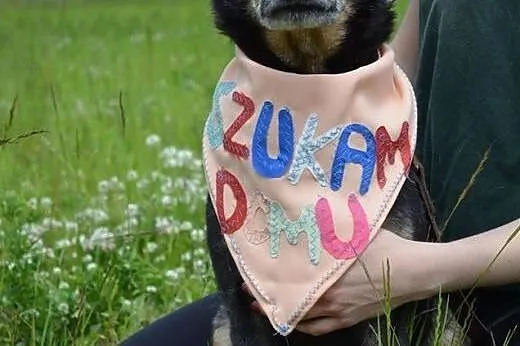 Kodi szuka kochajacego wlasciciela i dobrego domu!