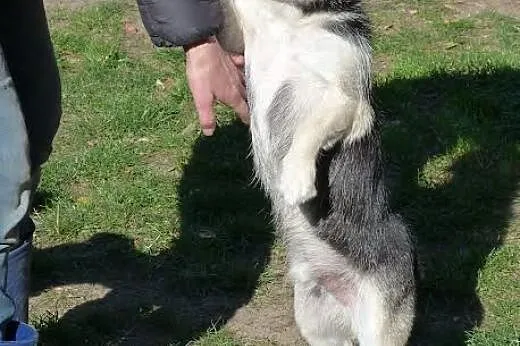 Apsik - żywe srebro :),  Kundelki cała Polska