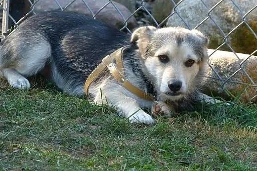 Apsik - żywe srebro :),  Kundelki cała Polska