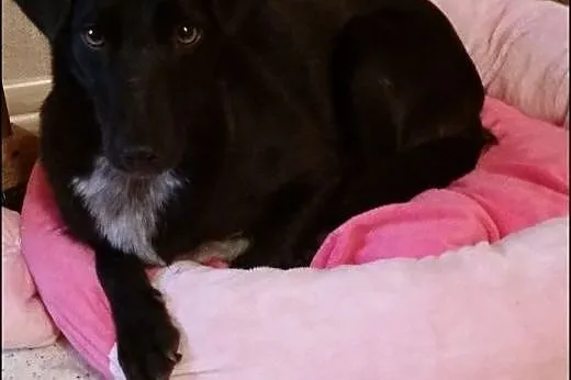 Ok 3 letnia DORA szuka kochającego domku,  mazowie