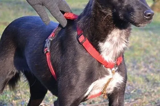 Ok 3 letnia DORA szuka kochającego domku,  mazowie