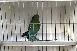 Sprzedam papugi