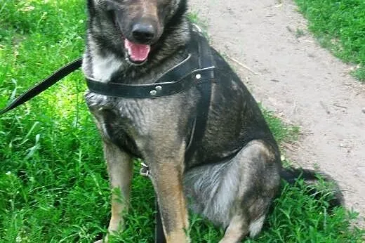 Najka porzucona szuka domu,  mazowieckie Warszawa