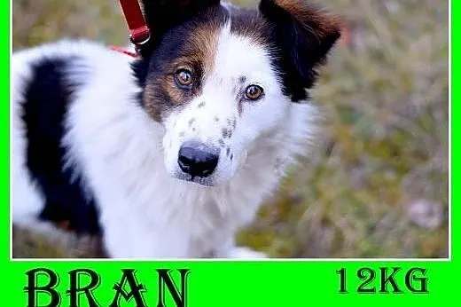12kg,średni,wesoły,przyjazny piesek BRAN.Adopcja,  śląskie Katowice