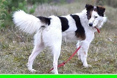 12kg,średni,wesoły,przyjazny piesek BRAN.Adopcja, 