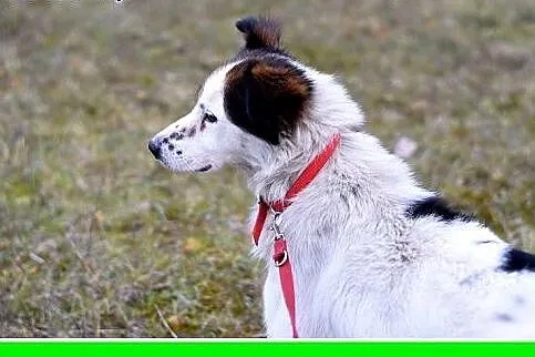 12kg,średni,wesoły,przyjazny piesek BRAN.Adopcja, 