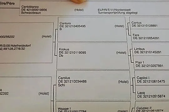 7 letnia klacz do sportu, , Jelcz-Laskowice