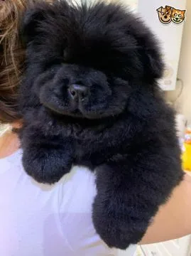 niesamowity Szczeniaki Chow Chow. whatsapp +48782076170, , Brzoza