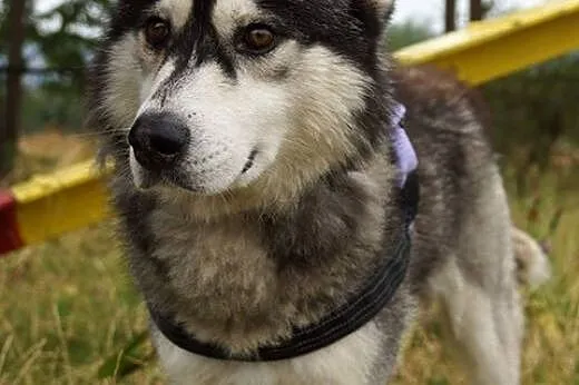 Garet - futrzasta przylepa, pozbawiony agresji husky ADOPCJA,  Kundelki cała Polska