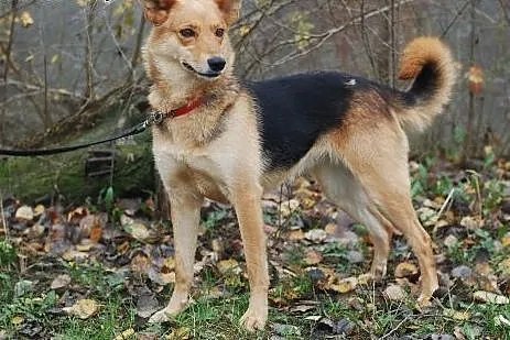 RYBKA - 3-4 LETNIA SUNIA SZUKA DOMKU. ,  łódzkie Ł