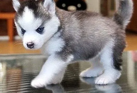 Urocze szczeniaki Siberian Husky, Husky cała Pols