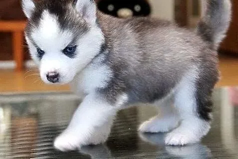 Urocze szczeniaki Siberian Husky, Husky cała Polska