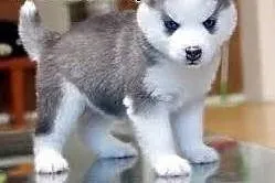 Urocze szczeniaki Siberian Husky,  Husky cała Pols