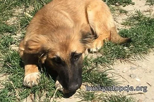 TOFFIE- słodki szczeniak do adopcji,  małopolskie 