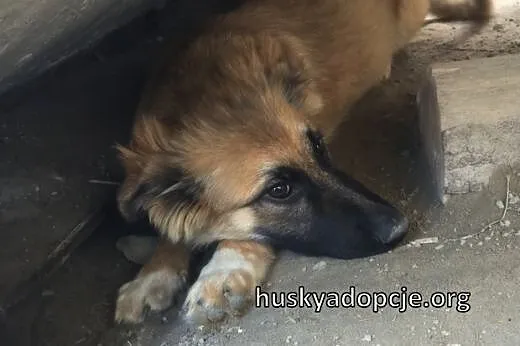 TOFFIE- słodki szczeniak do adopcji,  małopolskie 