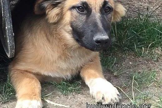 TOFFIE- słodki szczeniak do adopcji,  małopolskie 