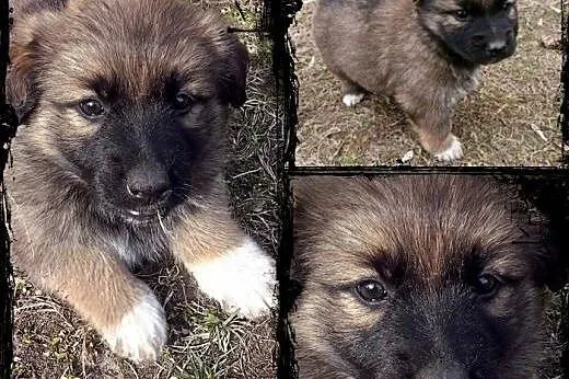 TOFFIE- słodki szczeniak do adopcji,  małopolskie 