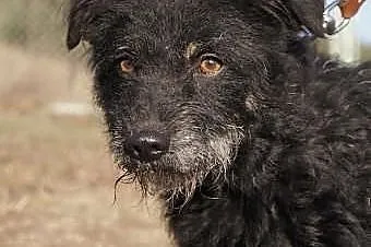 Kajko.Nie dramatyzuje,a na dom oczekuje...