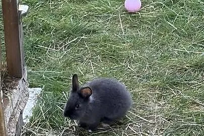 Miniaturki - Roczny królik + dwa małe króliki szukają nowego domu, Mazowieckie, Jachranka