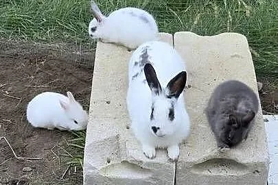 Miniaturki - Roczny królik + dwa małe króliki szukają nowego domu, Mazowieckie, Jachranka