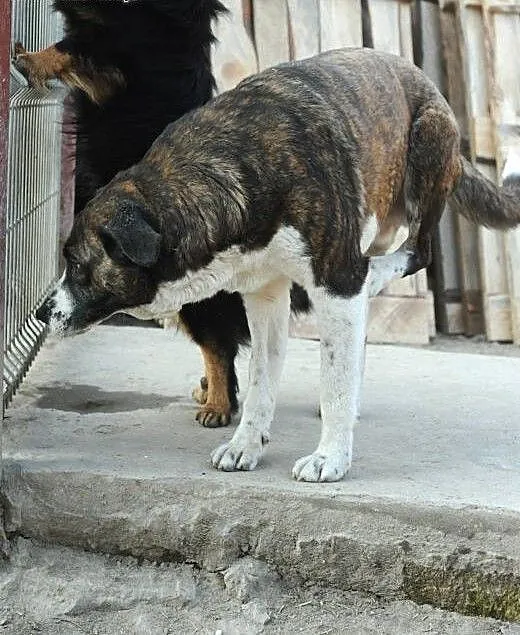 Suczka Mia do adopcji , lubelskie Świdnik