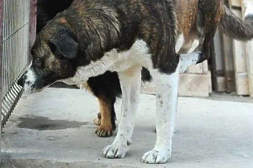 Suczka Mia do adopcji ,  lubelskie Świdnik