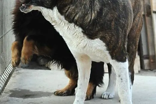 Suczka Mia do adopcji ,  lubelskie Świdnik