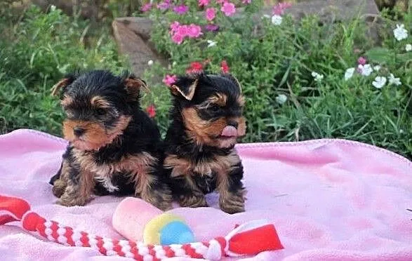 York,yorkshire terrier!ELITARNE MICRO CUDEŃKA dla VIP-ów!, Śląskie, Katowice