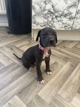 Szczenięta dogów niemieckich ... napisz do mnie na WhatsApp: +44 7453 907158, , Longinówka