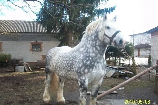 Stanówka ogierem Bross PKZ