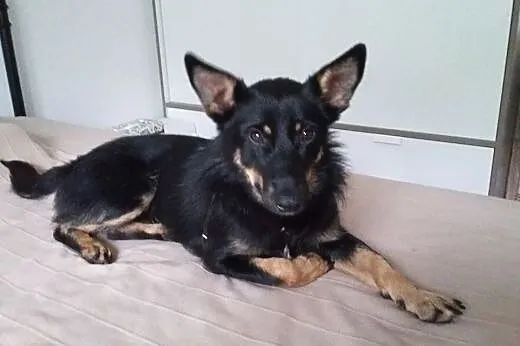 Pongo, mały i niewielki wesoły psiak, lubiący psy 