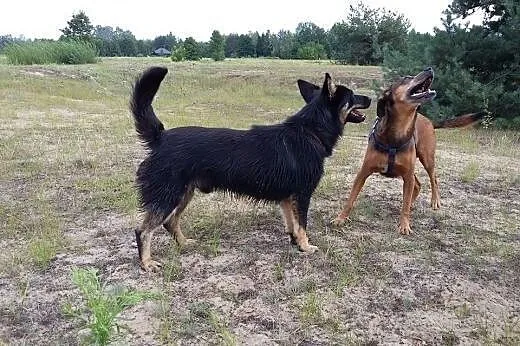 Pongo, mały i niewielki wesoły psiak, lubiący psy 