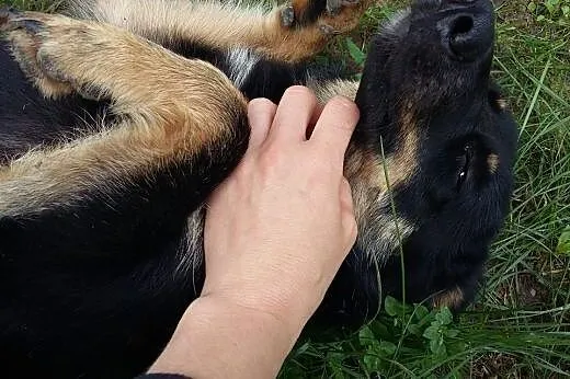 Pongo, mały i niewielki wesoły psiak, lubiący psy 
