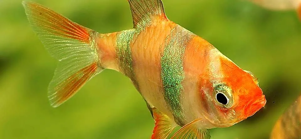 Brzanka sumatrzańska - Puntigrus tetrazona ALBINOS - GOLD, Pomorskie, Gdańsk