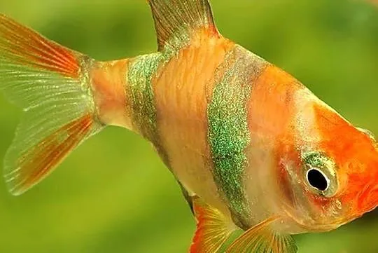 Brzanka sumatrzańska - Puntigrus tetrazona ALBINOS - GOLD, Pomorskie, Gdańsk
