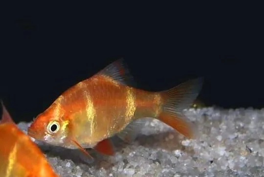 Brzanka sumatrzańska - Puntigrus tetrazona ALBINOS - GOLD, Pomorskie, Gdańsk