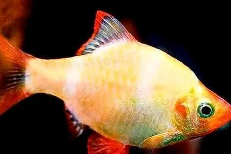 Brzanka sumatrzańska - Puntigrus tetrazona ALBINOS - GOLD, Pomorskie, Gdańsk