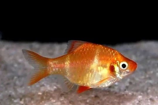 Brzanka sumatrzańska - Puntigrus tetrazona ALBINOS - GOLD, Pomorskie, Gdańsk