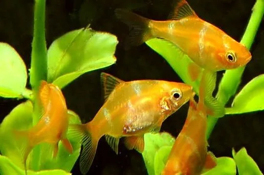 Brzanka sumatrzańska - Puntigrus tetrazona ALBINOS - GOLD, Pomorskie, Gdańsk
