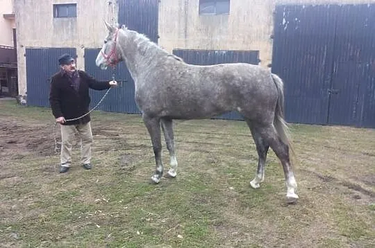 Siwa Klacz do sportu 5 lat zw 172 cm han.