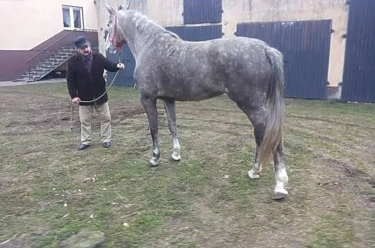 Siwa Klacz do sportu 5 lat zw 172 cm han.