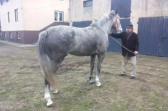 Siwa Klacz do sportu 5 lat zw 172 cm han.