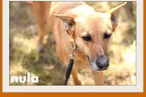 NULA-średnia,łagodna,,tulaśna,grzeczna suczka.ADOPCJA,  małopolskie Kraków