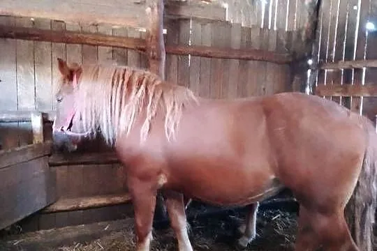 Sprzedam klacz zimnokwista zrebna że zrubko, Mazowieckie, Gąbin