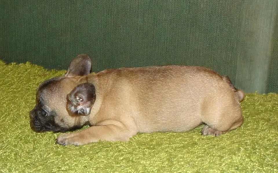 Buldog Francuski suczka