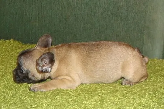Buldog Francuski suczka