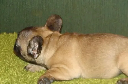 Buldog Francuski suczka