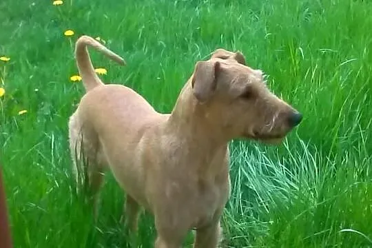 Do adopcji: LUNA - suczka o złotym sercu!